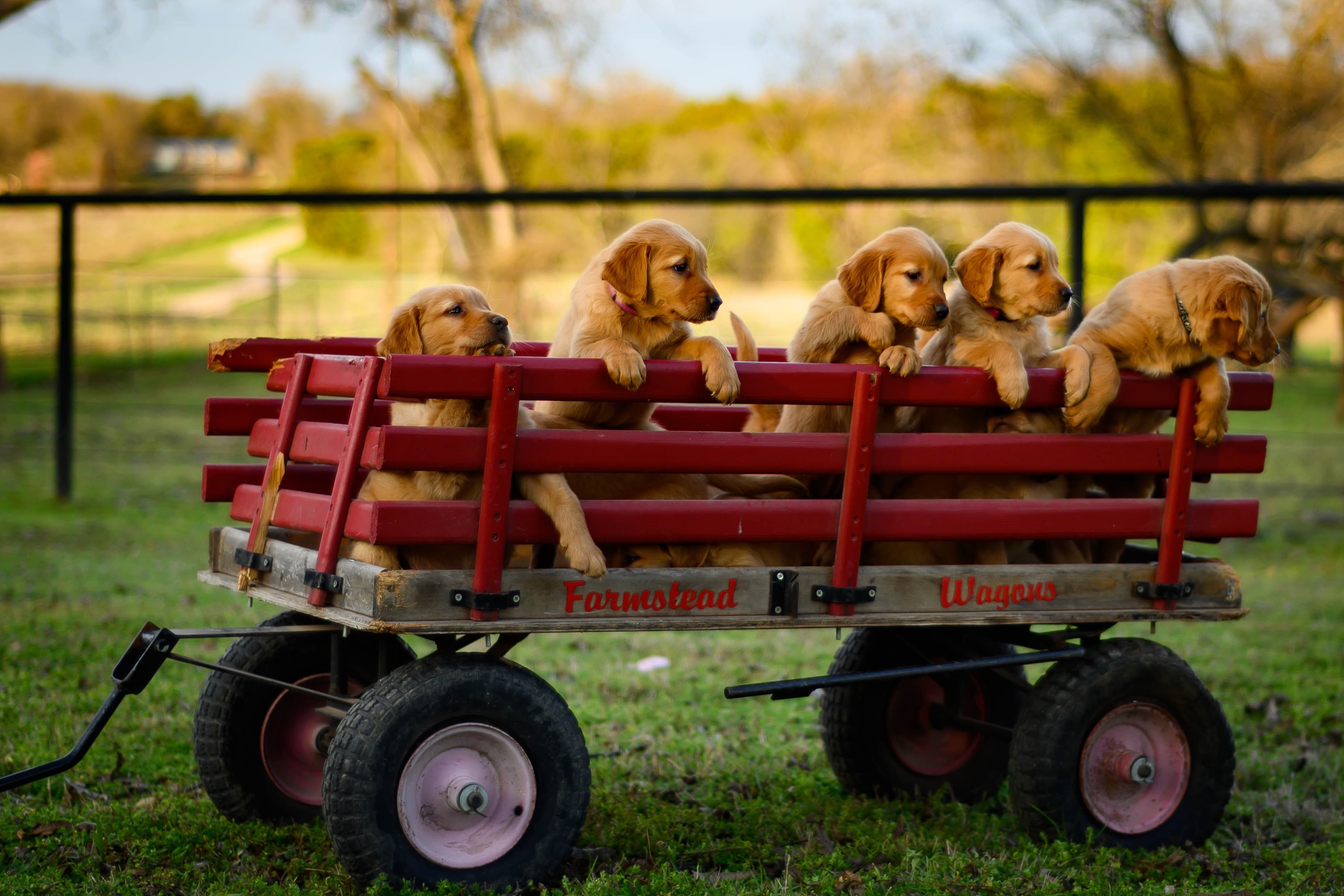 Welpen-Kurs - Hundetraining bei den Hundefreunden Herzogenrath