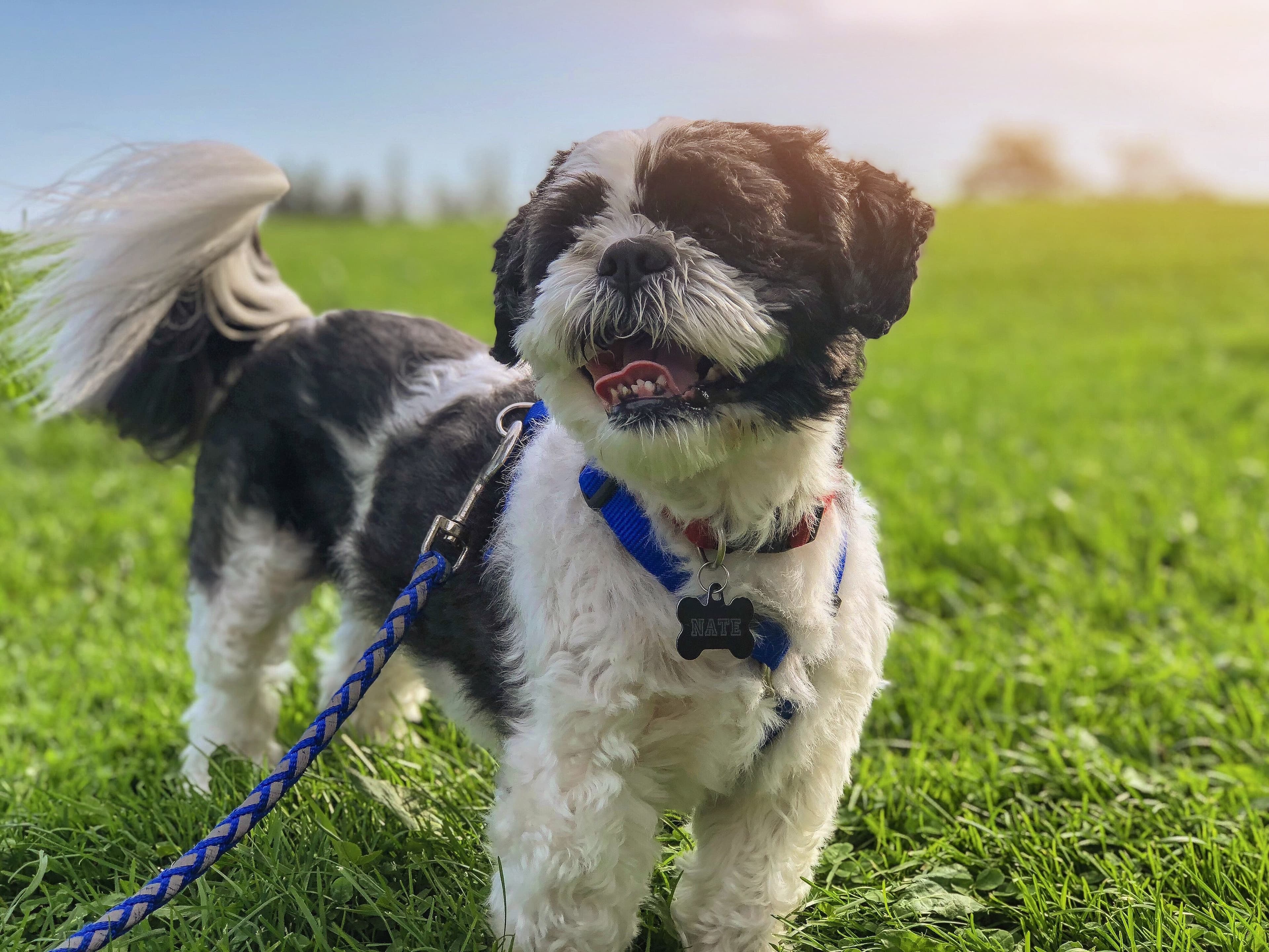 Anfänger - Hundetraining für Anfänger-Kurs bei den Hundefreunden Herzogenrath