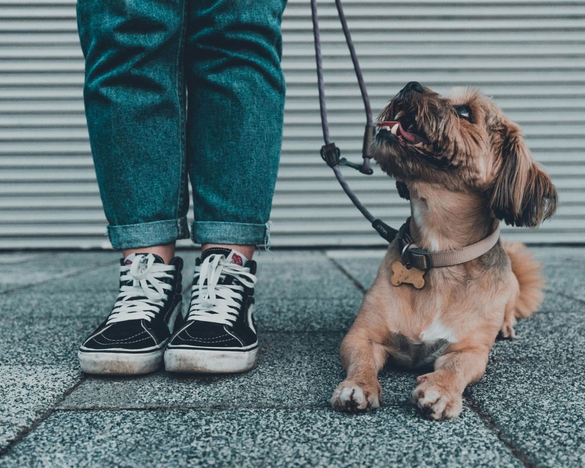 BGVP - Hundetraining für BGVP-Kurs bei den Hundefreunden Herzogenrath
