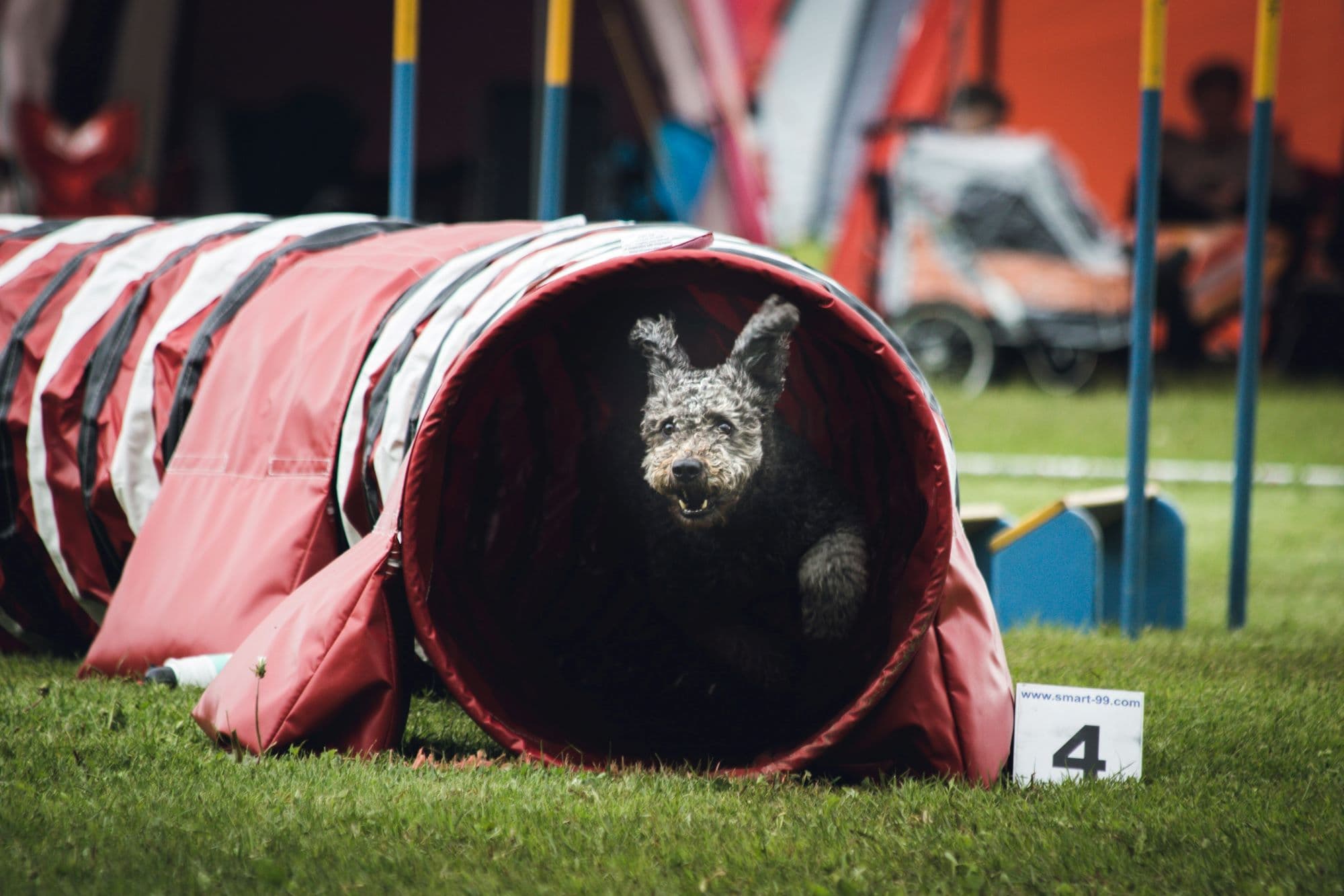 Leistung - Hundetraining für Leistungs-Kurs bei den Hundefreunden Herzogenrath
